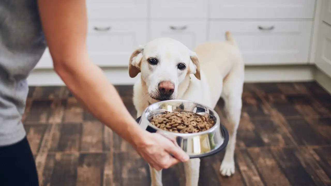 Dog Food Recall