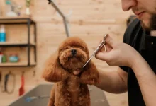 Poodle's Face
