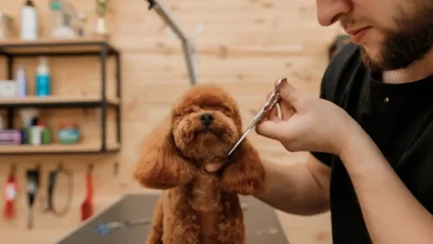 Poodle's Face