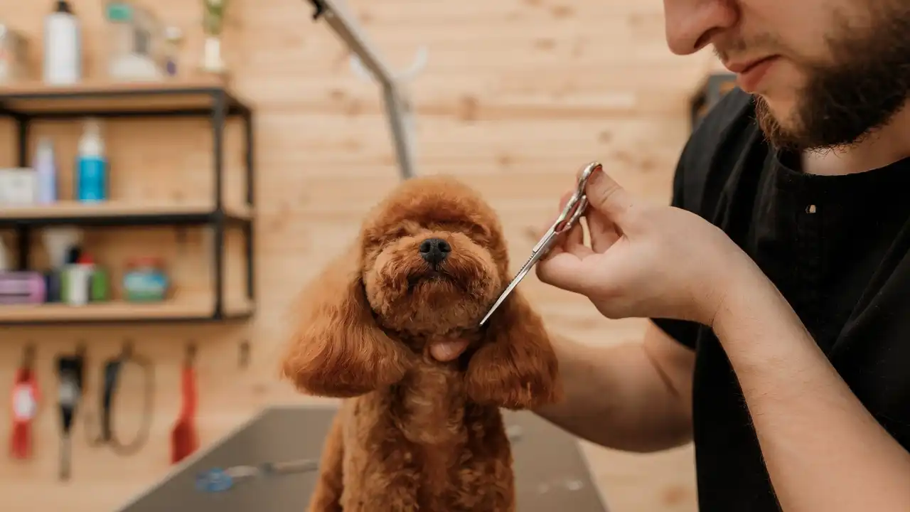 Poodle's Face