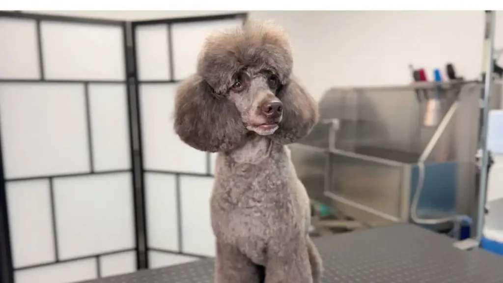 Poodle's Face