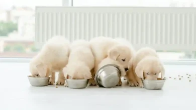 Hills Growth Puppy Large Breed
