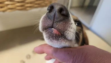 Dog Growth on Lip