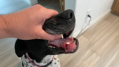 Dog Growth Mouth