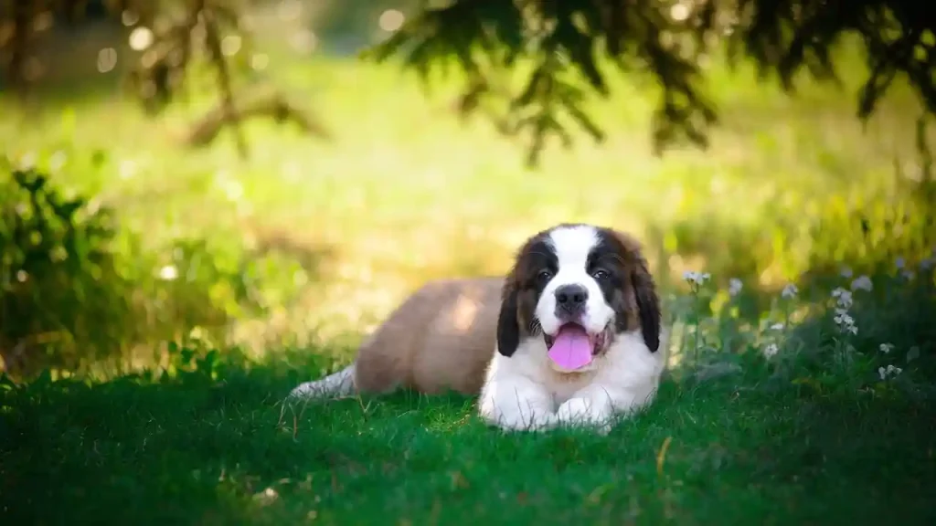 Hills Growth Puppy Large Breed