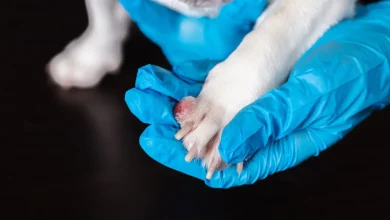 Dog Growth on Paw