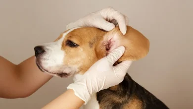 Dog Growth in Ear