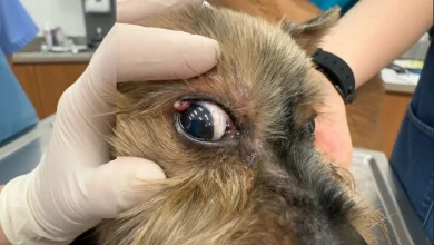 Dog Growth on Eyelid