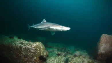 Dogfish