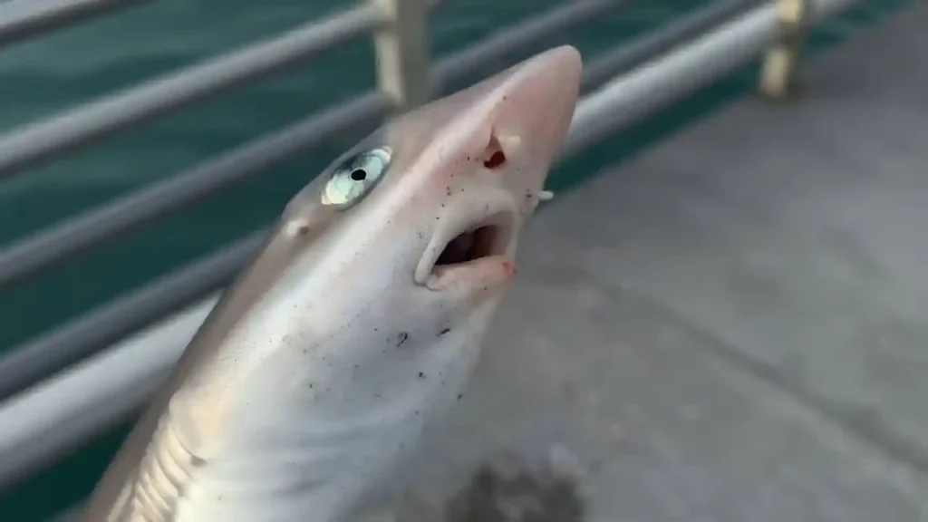 Dogfish