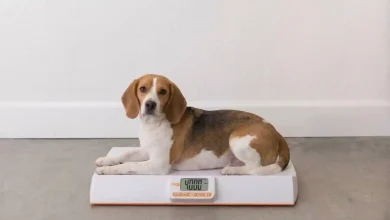 Pet Weight