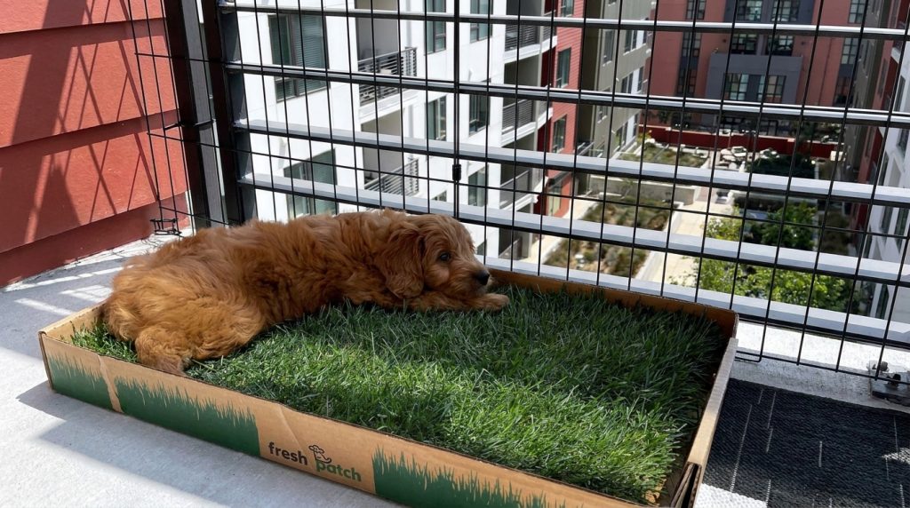 Pet Grow A Garden