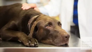 Dog Keratin