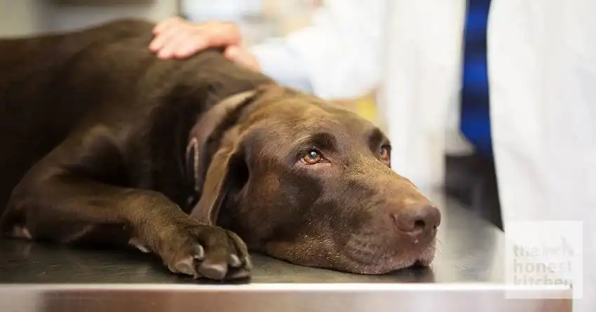 Dog Keratin