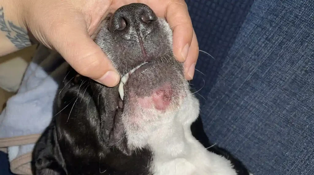Dog Keratin