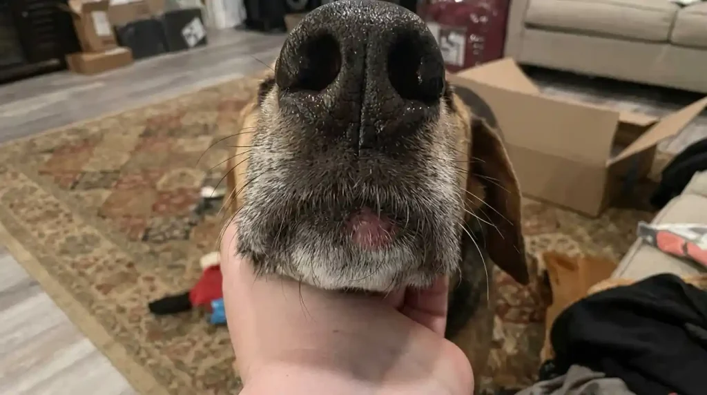 Dog Keratin