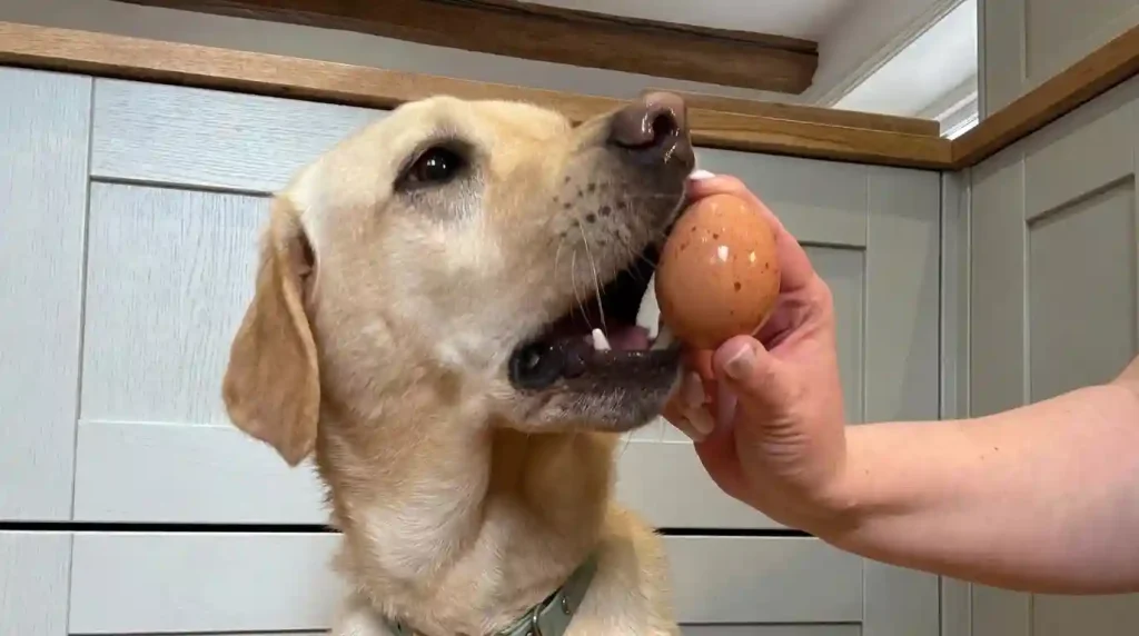 Pet Eggs