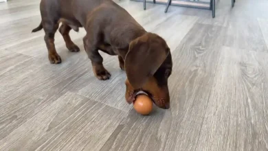Pet Eggs