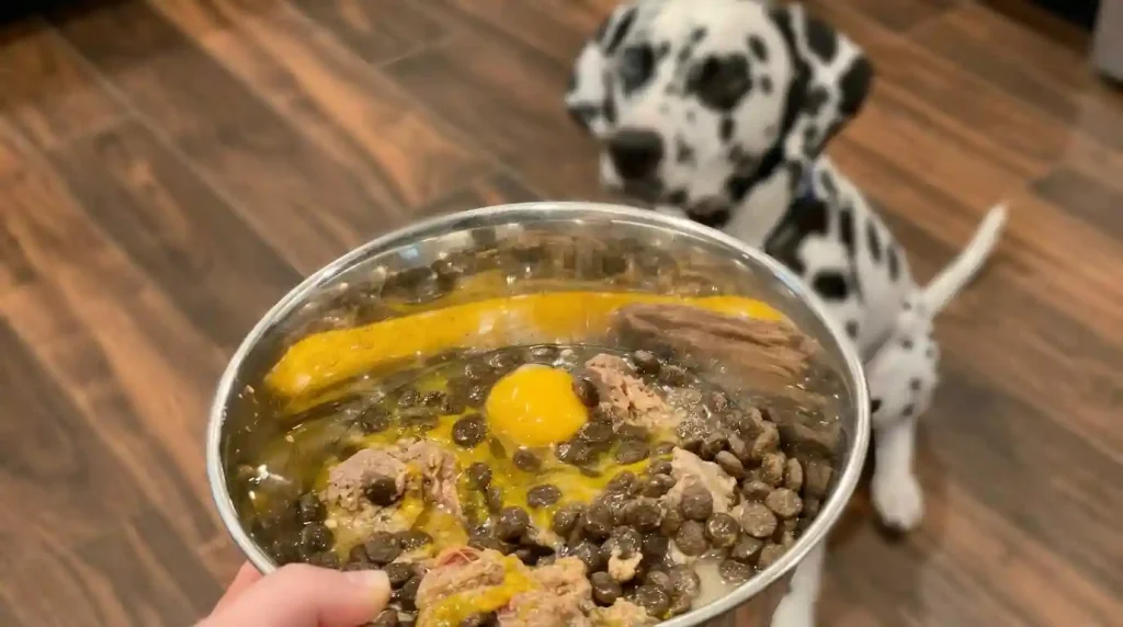 Pet Eggs