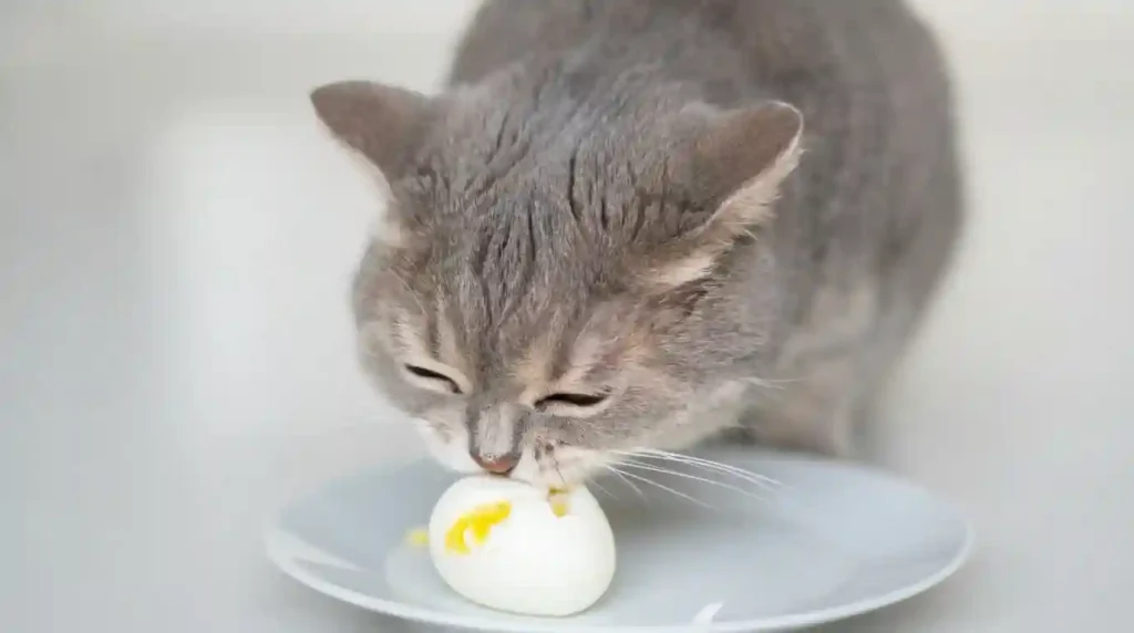 Pet Eggs