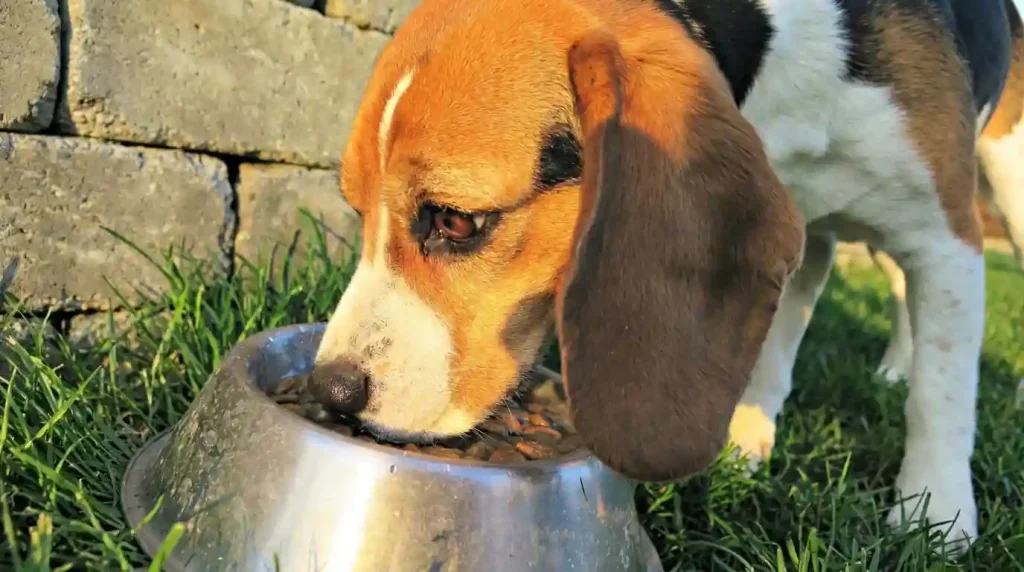 Pet Nutrition