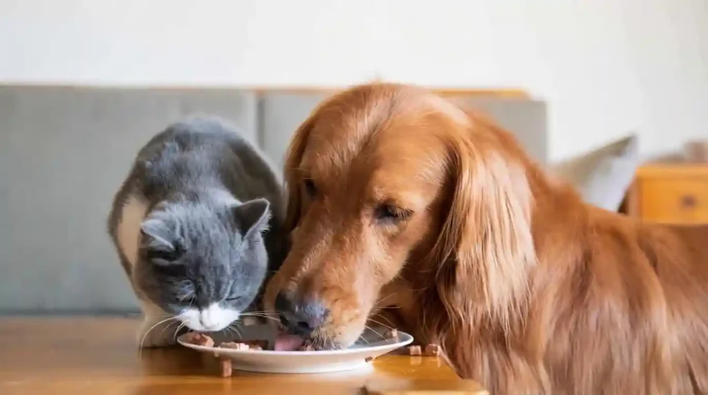 Pet Nutrition