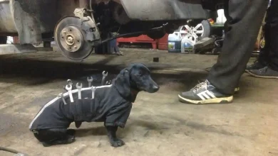 Pet Mechanics