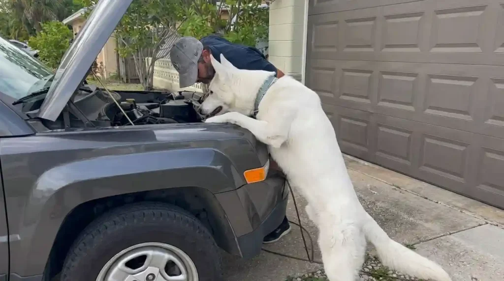 Pet Mechanics