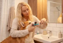 Dog Dental Care at Home