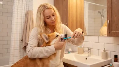Dog Dental Care at Home