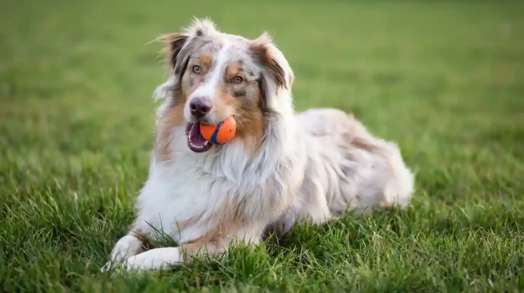 Smartest Dog Breeds