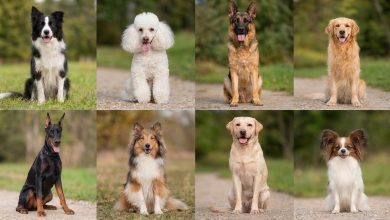 Smartest Dog Breeds