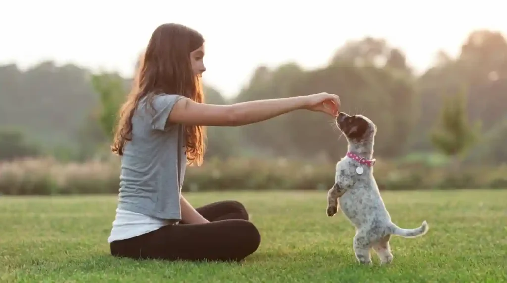 Easy Commands Every Puppy Should Learn
