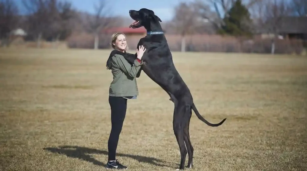 Largest Dog BreedsLargest Dog BreedsLargest Dog Breeds