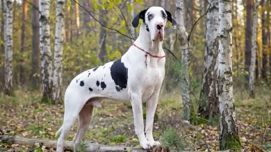 Largest Dog Breed