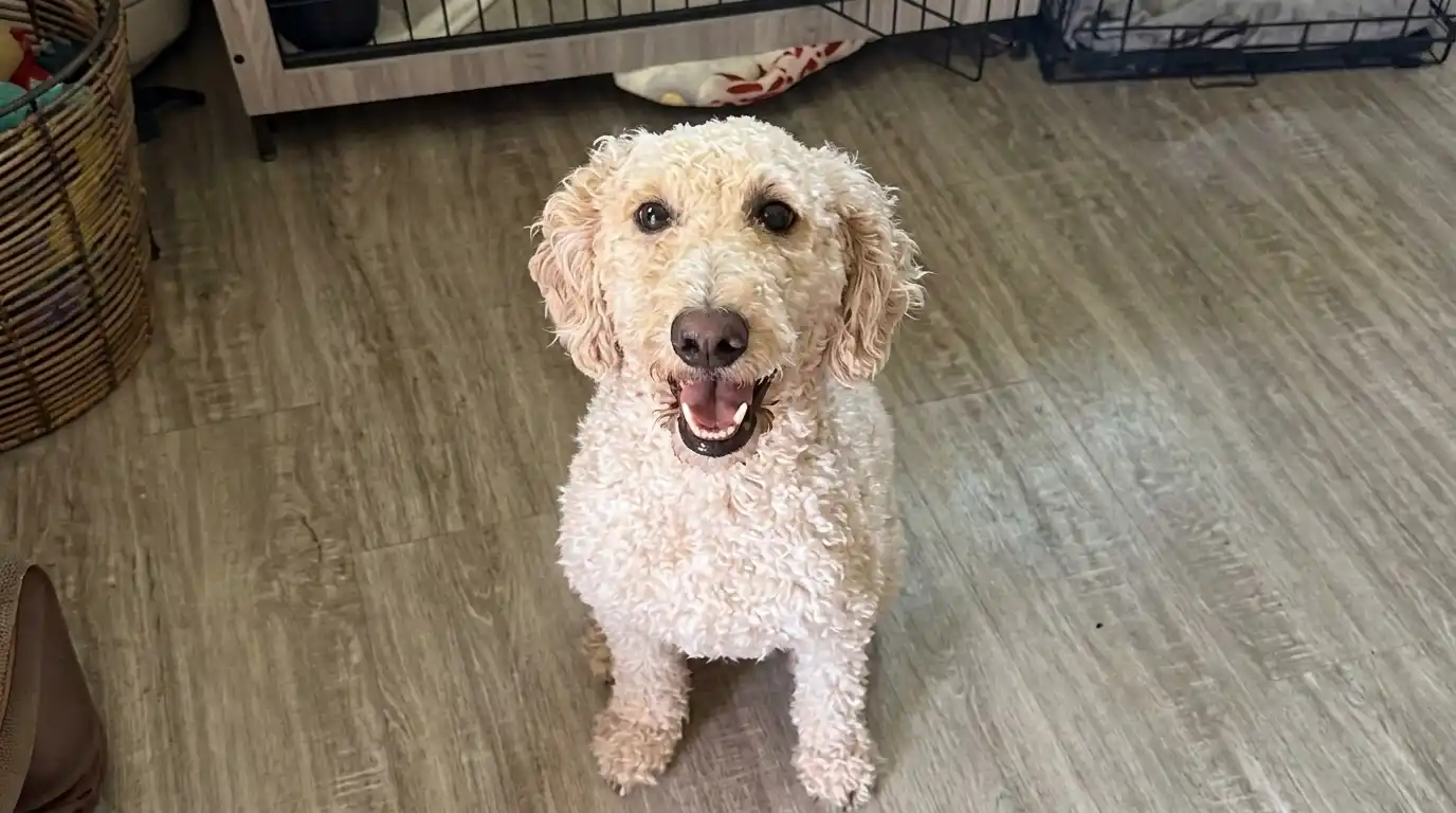 Groom a Doodle