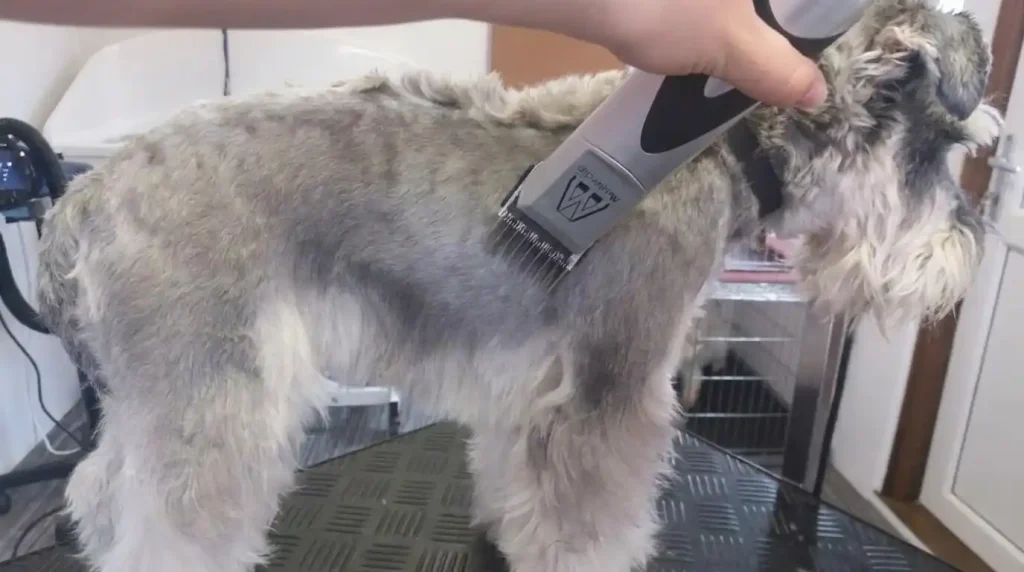 Matted Dog Hair