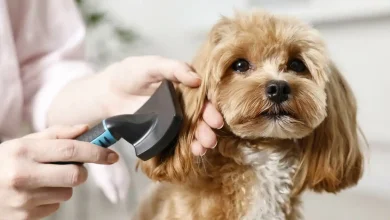Matted Dog Hair