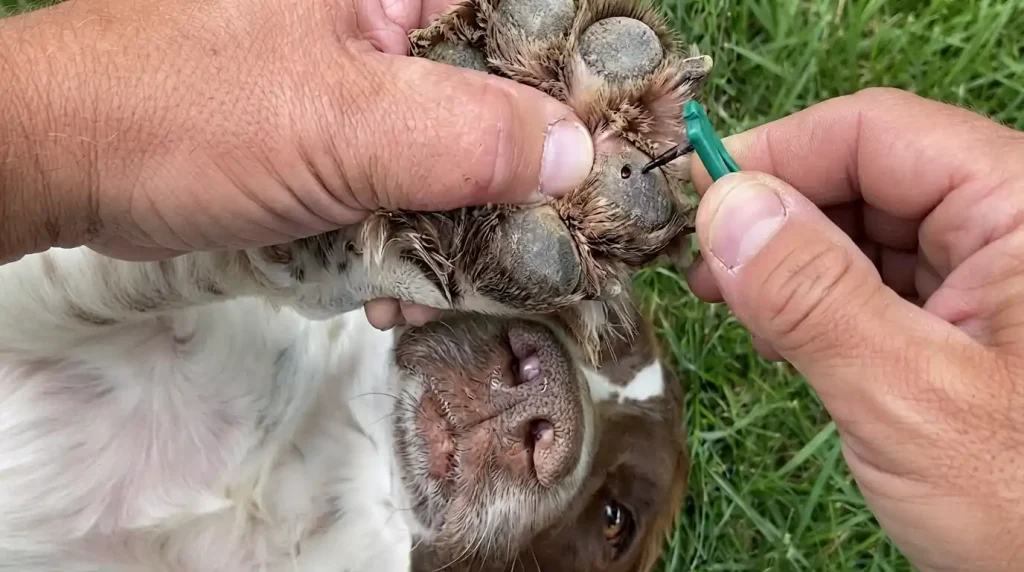 how-to-remove-tar-from-dog-paws-a-comprehensive