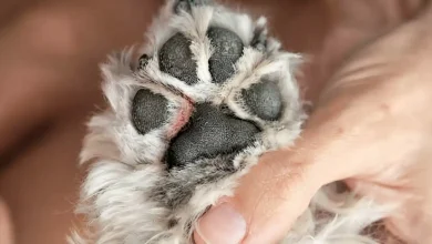 how-to-remove-tar-from-dog-paws-a-comprehensive