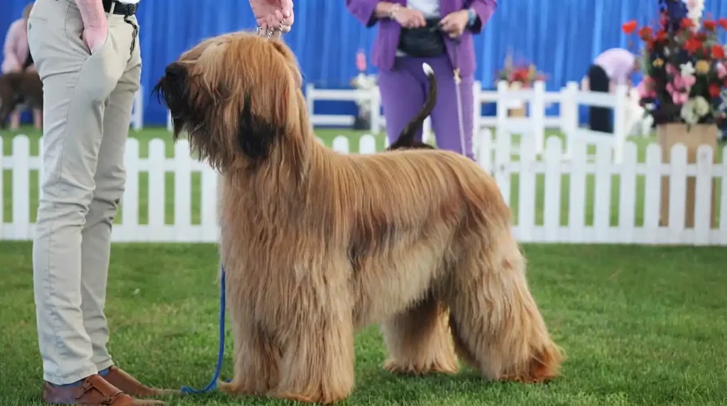 best-drying-technique-for-long-haired-dogs