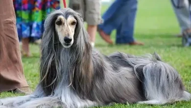 best-drying-technique-for-long-haired-dogs