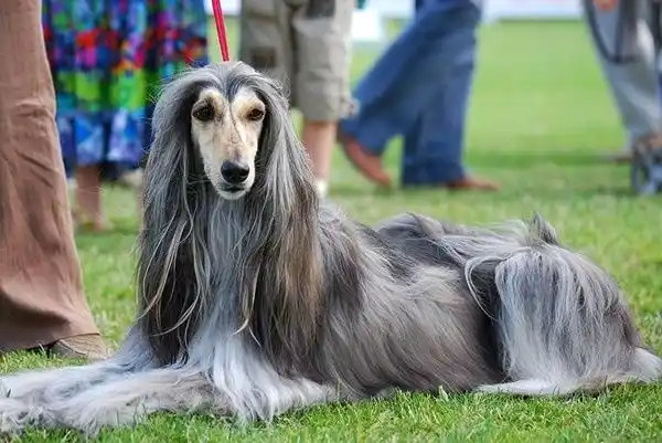 best-drying-technique-for-long-haired-dogs