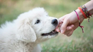 Stop a Puppy from Biting Hands