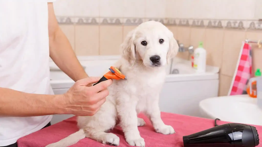 Dog Grooming Near Me