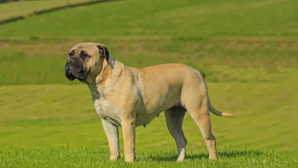 Largest Dog Breeds