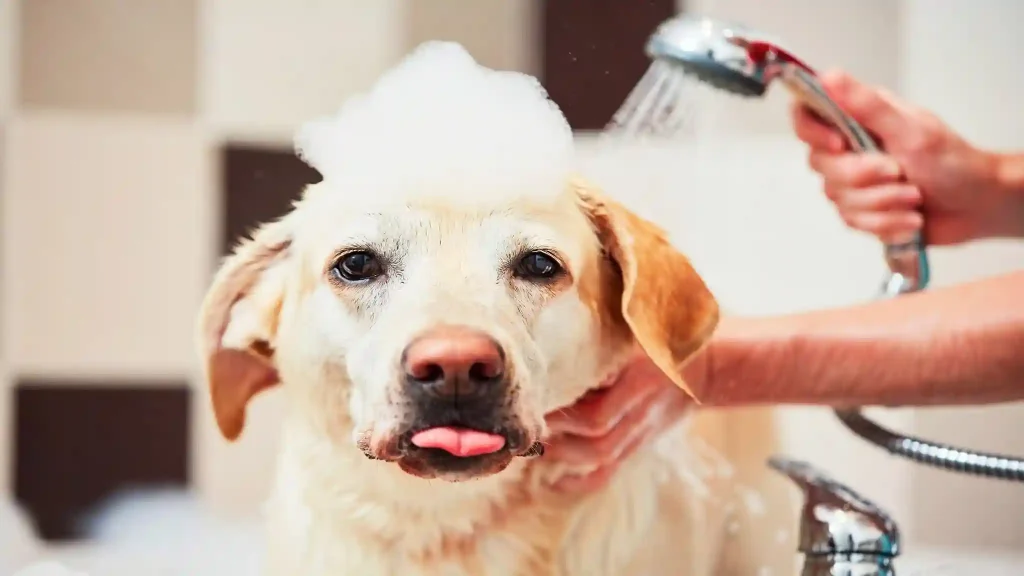 Dog Grooming Tips