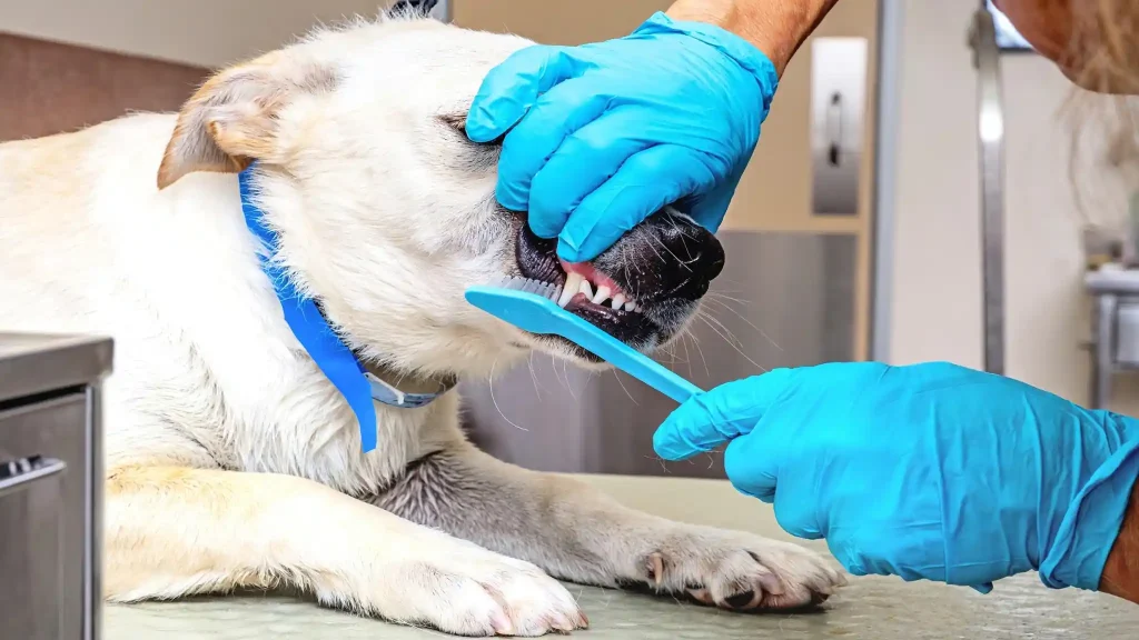 Dog Dental Care at Home