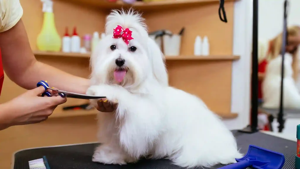 Dog Grooming