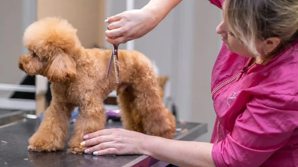 Dog Grooming Near Me
